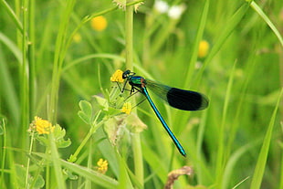 blue and black dragon fly on the plant HD wallpaper