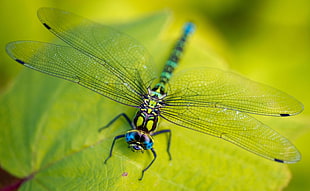 close-up photo of black and blue dragonfly on green leaf plant