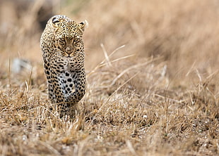 brown and black leopard, animals, wildlife, leopard, leopard (animal)