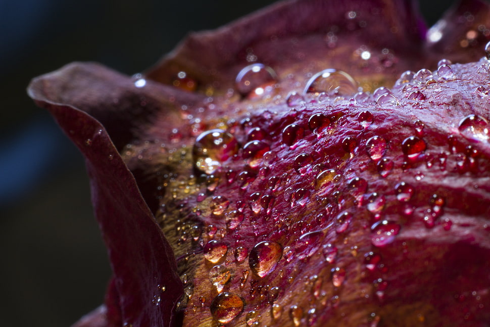 Drops,  Petals,  Surface HD wallpaper