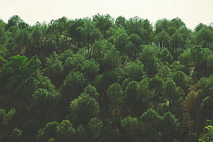 green trees, Trees, Top view, Foliage
