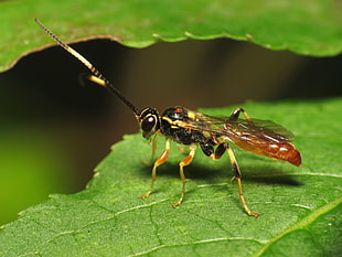 yellow and black wasp perched on green leaf, ichneumon