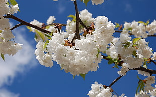 shallow focus photography of white flowers under cloudy skies during daytime