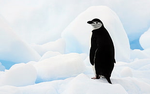 black and white penguin, animals, nature, penguins, birds