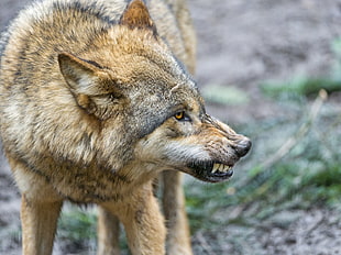 close up photography of wolf