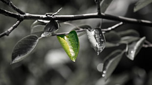 selective color photography of green leaf