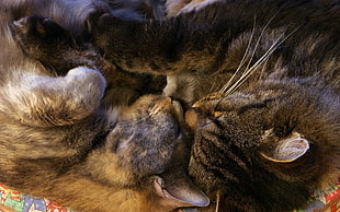 gray tabby cat and kitten