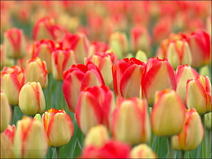 selective focus of tulip field