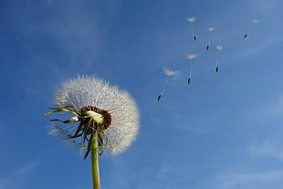photo of white dandelion during daytime