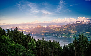 green trees, Lake Zurich, forest, sky HD wallpaper