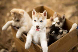 five assorted-color Siberian puppies, carton box, puppies, baby animals, dog