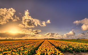 field of yellow flowers during daytime, tulips