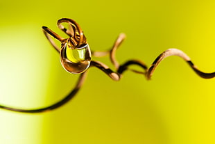 selective focus photography of water droplet on brown wire