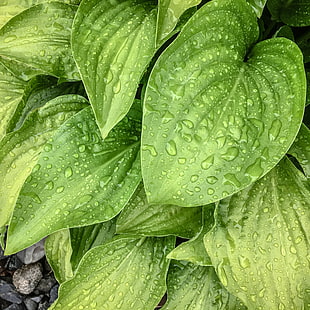 green leaf plant closeup photo