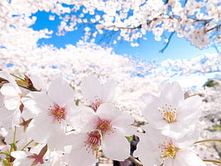 white flowers, cherry blossom, Japan, clear sky, flowers HD wallpaper