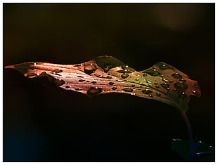macro photography of green leaf HD wallpaper