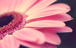macro photography of pink Gerbera flower HD wallpaper