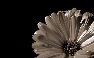 white Gerbera flower in closeup photo, orange HD wallpaper