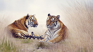 two tigers, nature, animals, tiger, big cats HD wallpaper