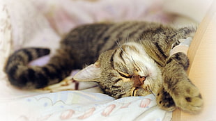 silver Tabby car lying on pink comforter