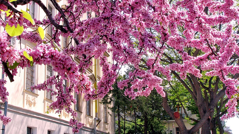 low-angle view of cherry blossoms tree HD wallpaper