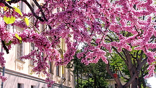 low-angle view of cherry blossoms tree