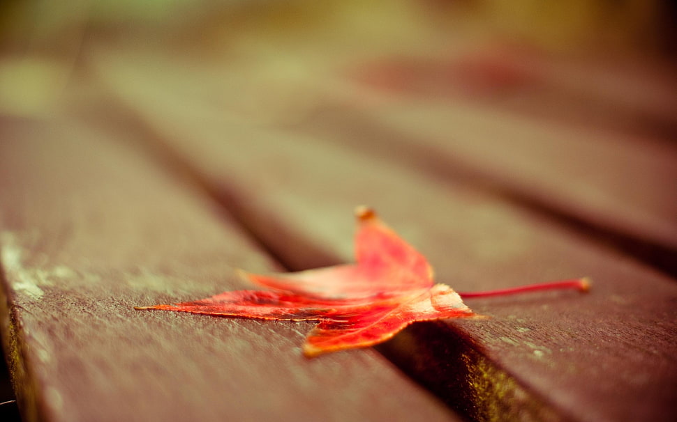 selective focus photography of red maple leaf on brown wooden surface HD wallpaper