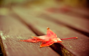 selective focus photography of red maple leaf on brown wooden surface