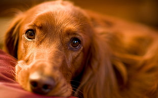 close-up photo of laying brown dog
