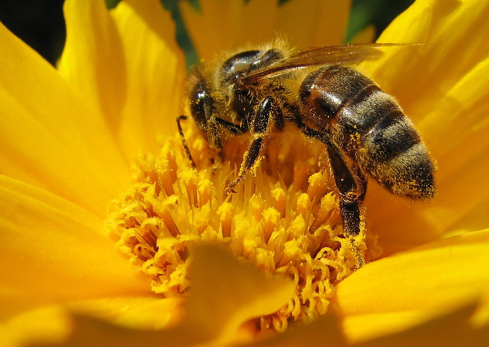 bee on sunflower HD wallpaper