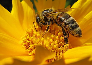 bee on sunflower
