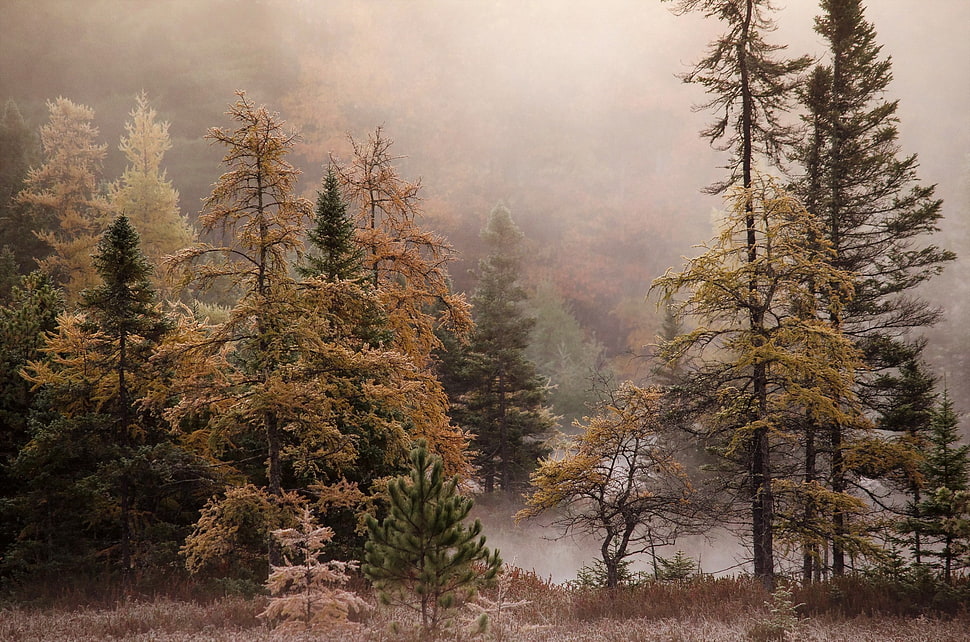 brown pine trees, landscape, trees, forest, mist HD wallpaper