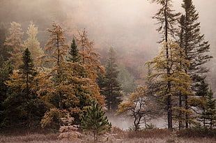 brown pine trees, landscape, trees, forest, mist