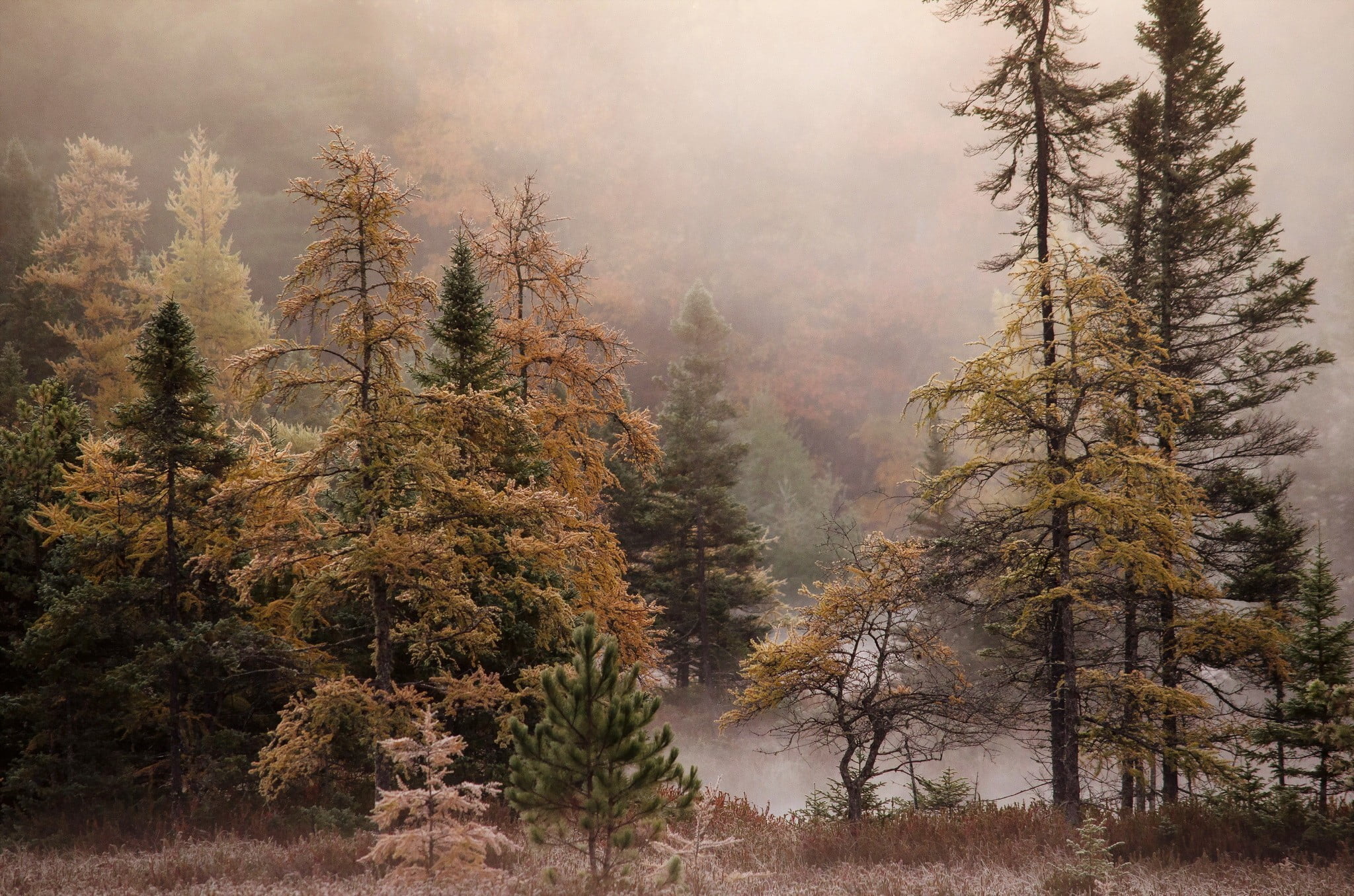 brown pine trees, landscape, trees, forest, mist