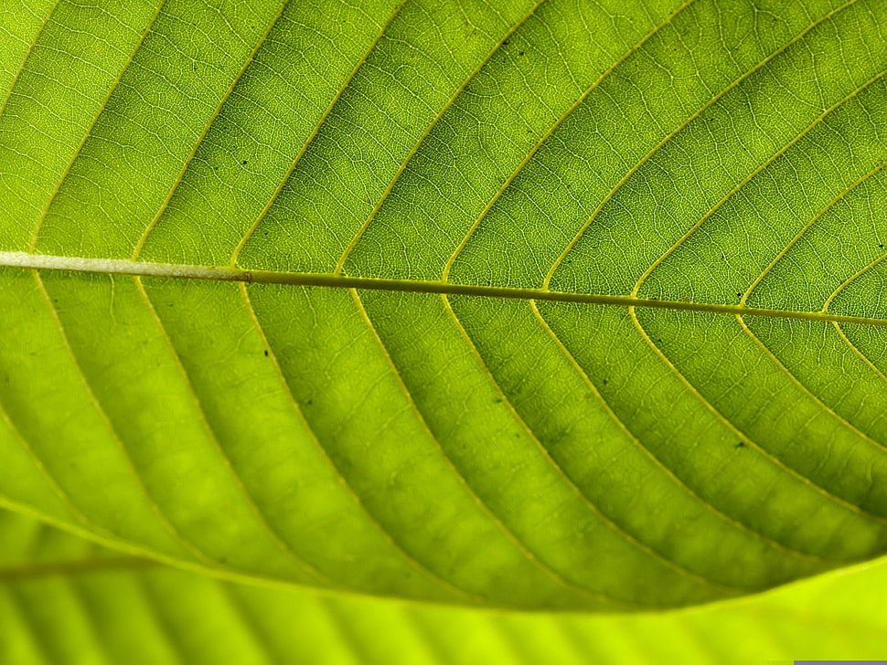 close-up photo of green leaf HD wallpaper