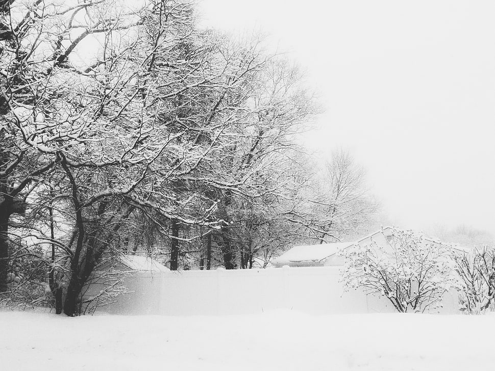 trees with snow in grayscale photography HD wallpaper
