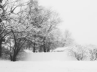 trees with snow in grayscale photography