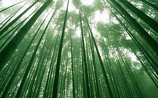 low-angle photo of bamboo tree forest