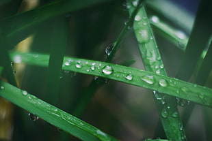 photography of water droplets on green leaves