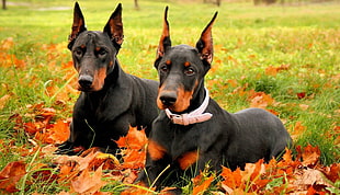 two adult black-and-rust Doberman Pinschers sitting on green grass field with maple leaves during daytime