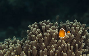 under water photography of orange clown fish hiding in brown coral reefs