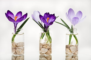 three purple Crocus flowers in vase HD wallpaper