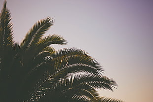 green leaf tree, Palm tree, Branches, Sky