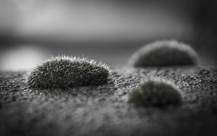 Macro Photography of lint, moss