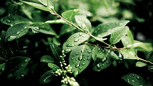green leaves, leaves, plants, depth of field, branch HD wallpaper