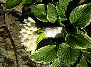 white tulip bouquet beside Hosta plants closeup photo