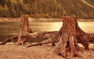 brown and black horse figurine, nature, log, tree stump, lake HD wallpaper