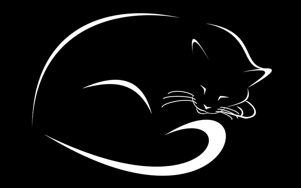 Cat wallpaper HD wallpaper