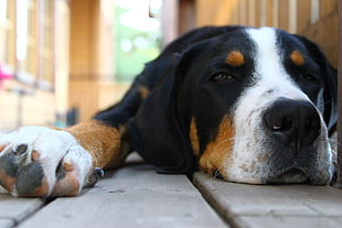 close up photo of tricolor adult dog