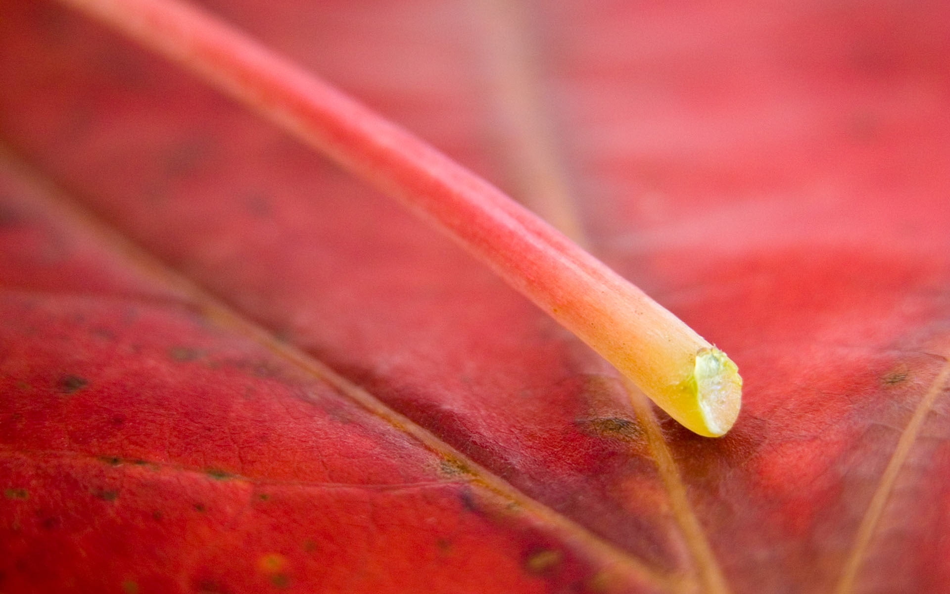 Red leaf HD wallpaper | Wallpaper Flare